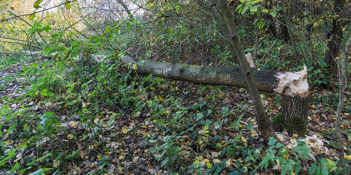 Rolnik ma kłopoty, bo podglądał bobry