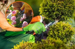 Te rośliny w ogrodzie musisz przyciąć w sierpniu. To już ostatni dzwonek!