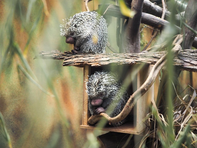 Ni to jeż, ni to zwierz. Niezwykły mieszkaniec łódzkiego zoo