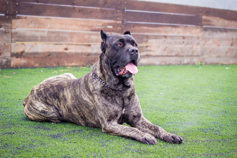 Cane corso