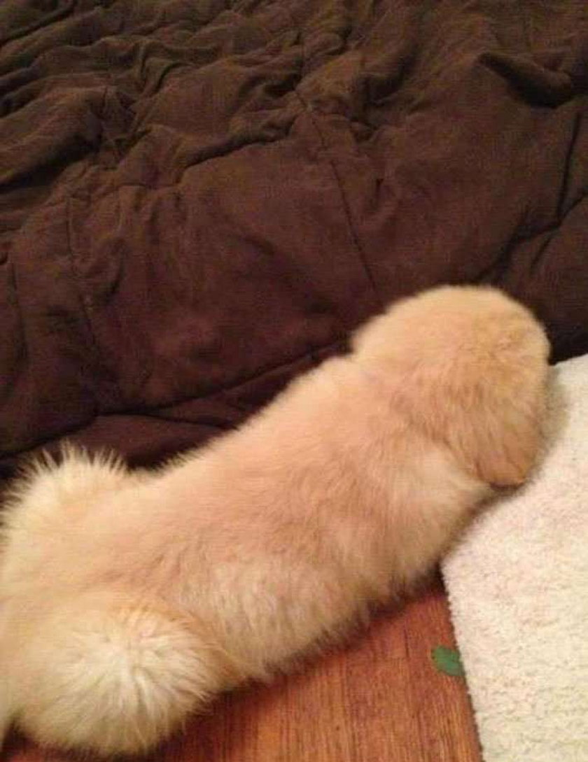 Czy to pies?