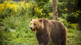 Megtalálták a Pest megyei erdőben kószáló medve lábnyomait