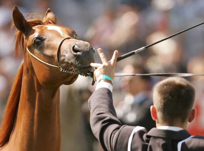 Od 1970 roku w Janowie Podlaskim corocznie odbywa się wielka aukcja koni arabskich, na którą zjeżdżają kupcy z całego świata