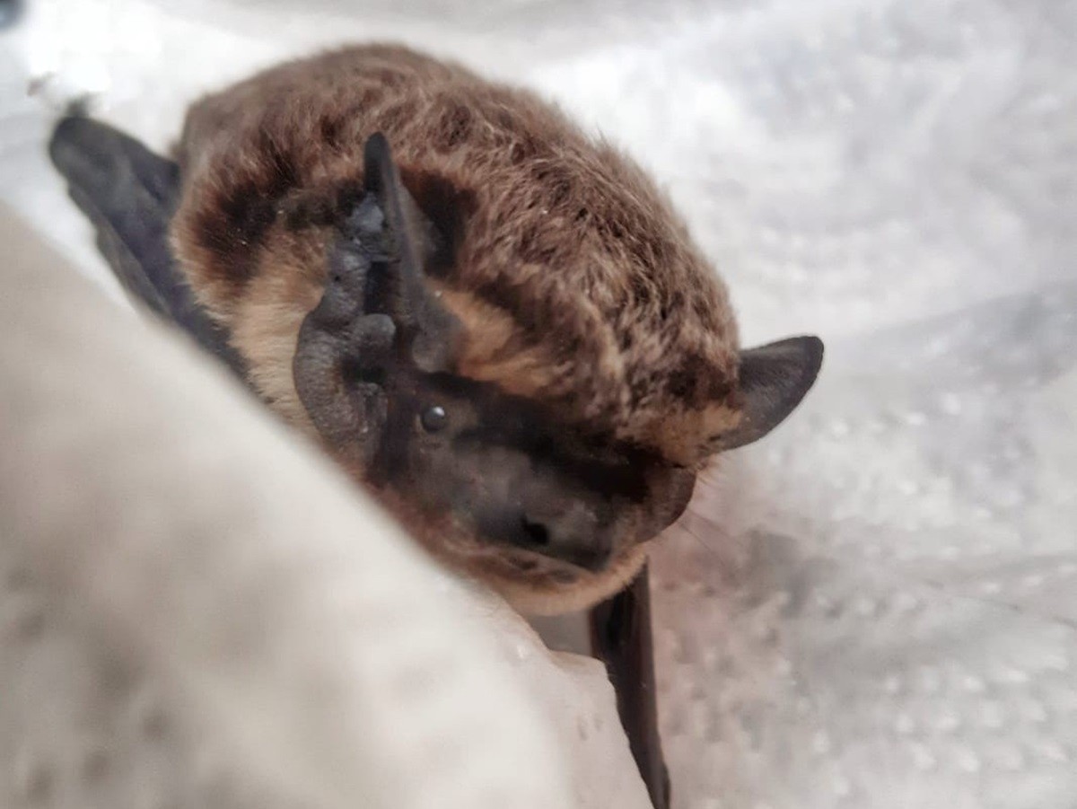 Nietoperz w prezencie. Interweniowała straż miejska