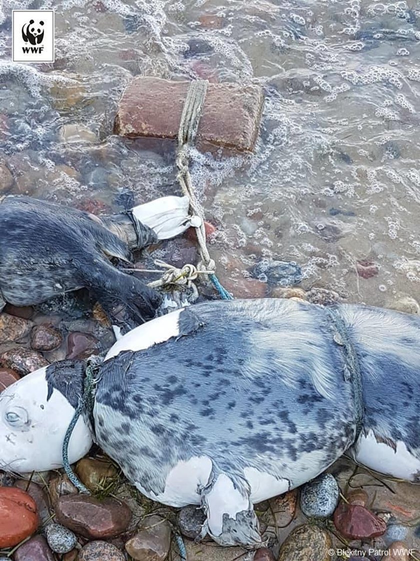 Zmasakrowane zwłoki na plaży. To mogła zrobić tylko bestia