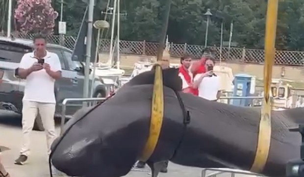 Iz vode izvučen veliki morski pas