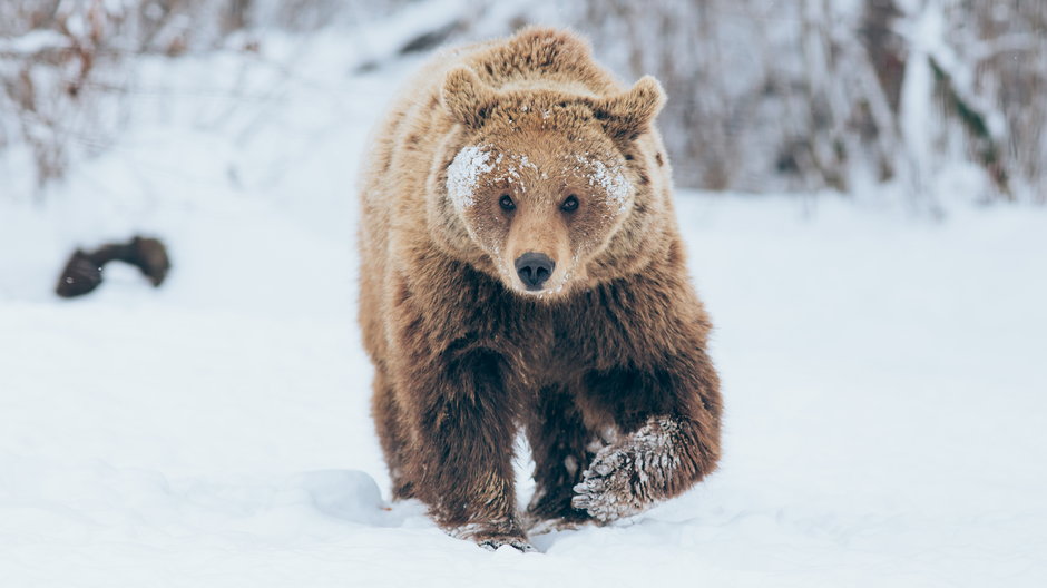 Niedźwiedzica powodem zamknięcia szlaku w Dolinie Pańszczycy w Tatrach (zdj. ilustracyjne)