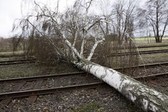 Drzewo runęło na tory. Ruch pociągów na odcinku pod Warszawą wstrzymany