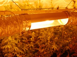 Hodowla marihuany zlikwidowana przypadkiem