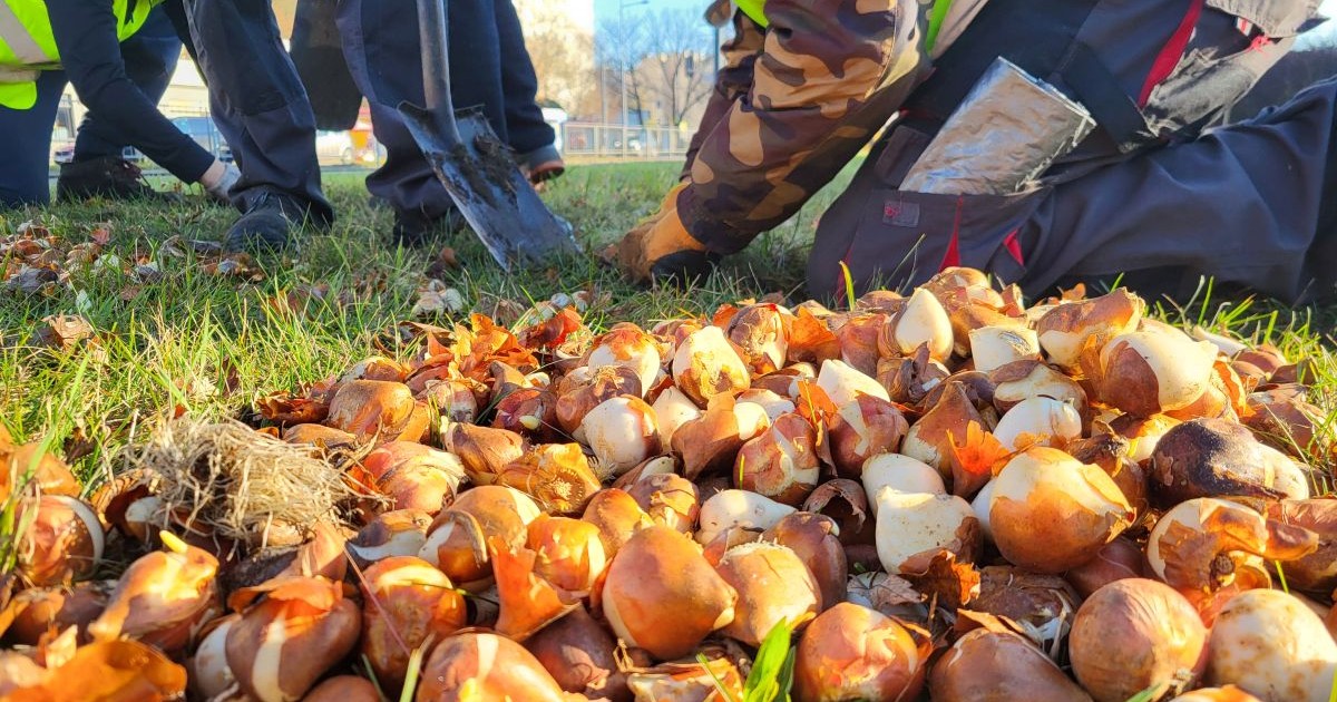 Przybywa zieleni na pętlach autobusowych i tramwajowych