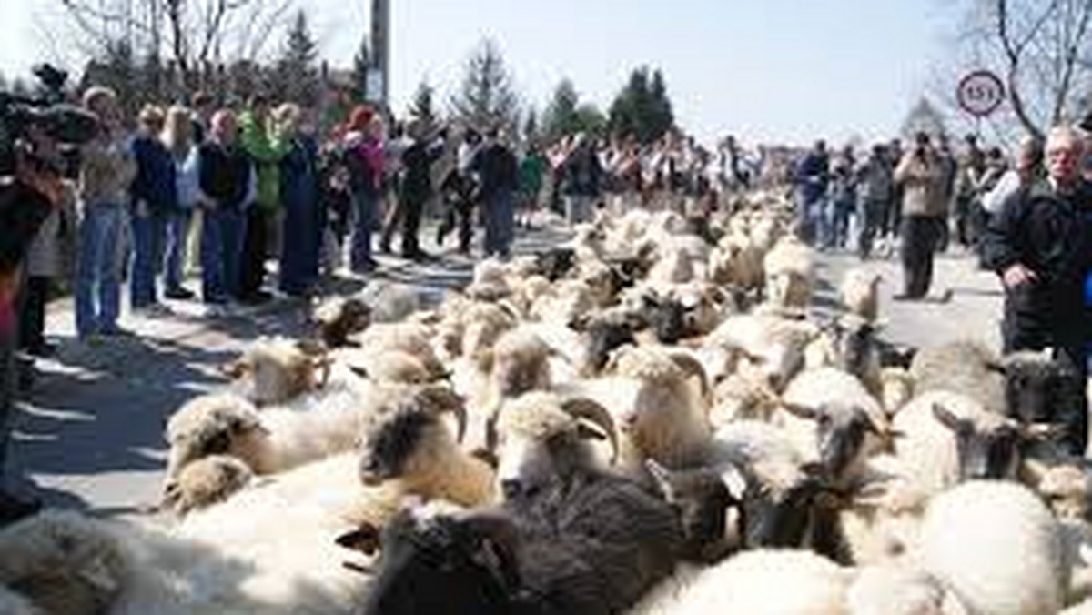 W Ludźmierzu odbędzie się poświęcenie owiec, które wyjdą na hale.