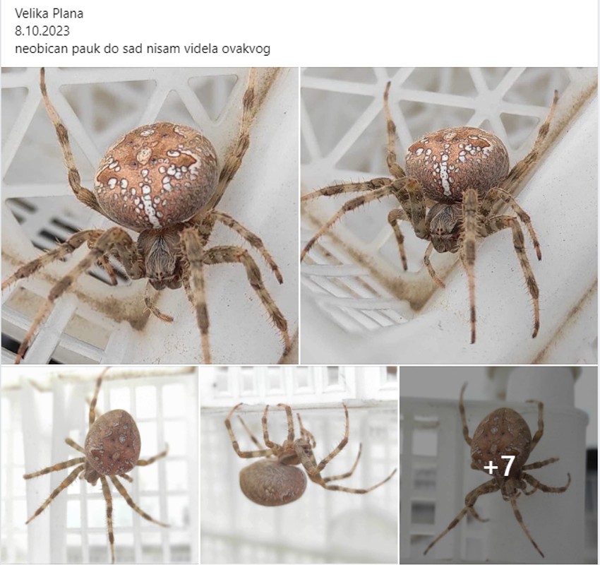 Ovo je pauk krstaš kog je Sanja uslikala
