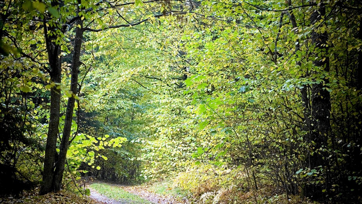 Park Narodowy Ujście Warty obchodzi w tym roku 10. urodziny. Został powołany na początku lipca 2010 roku i nadal jest najmłodszym Parkiem Narodowym z 23, jakie funkcjonują w naszym kraju - przypomniał Łukasz Cieślik z Ujścia Warty.