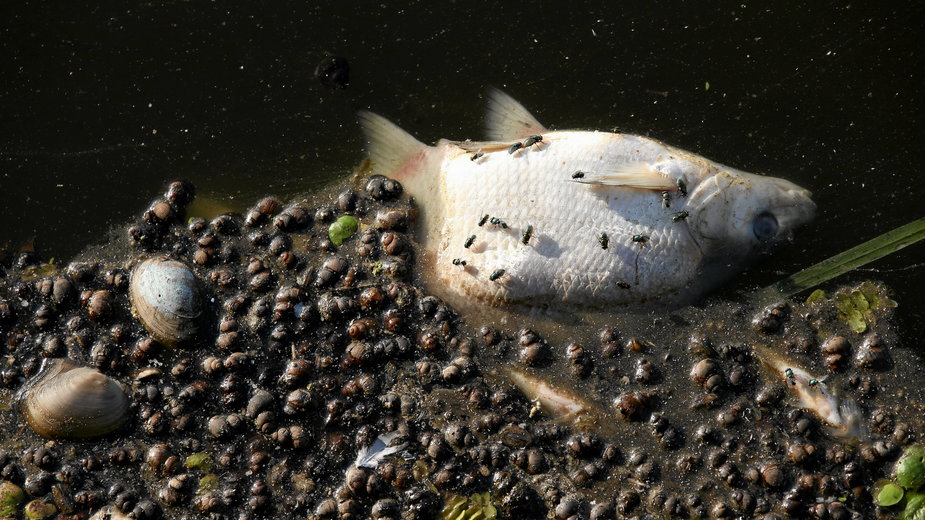 Śnięta ryba w Odrze (zdjęcie ilustracyjne)