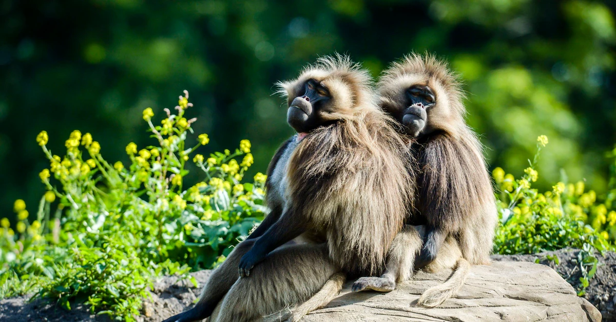 Burza wokół niemieckiego zoo. Protesty po uśmierceniu zdrowych zwierząt