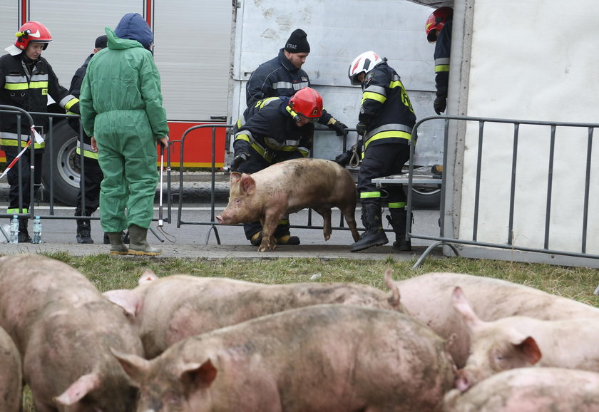 Wypadek. Przewrócił się tir ze świniami