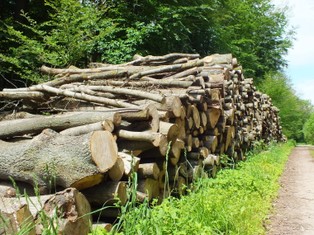 Siarka z MKiŚ: Skończyły się czasy taniego drewna