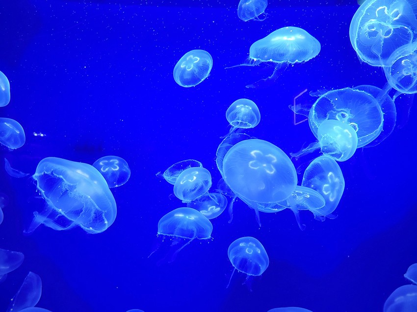 meduze u moru