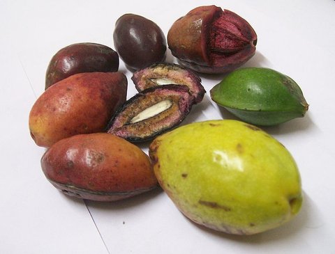 Real names of popular Nigerian fruits- Tropical Almonds
