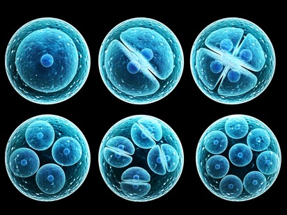 Őssejtekből építettek agyat: a jövőben szívet is létrehozhatnak