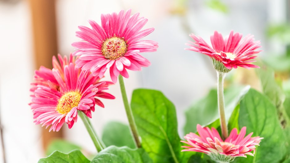 Gerbera doniczkowa - Andriy Blokhin/stock.adobe.com