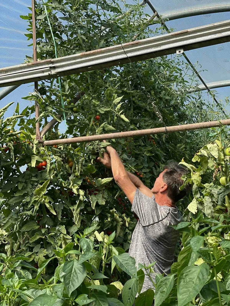 Džinovski čeri paradajz