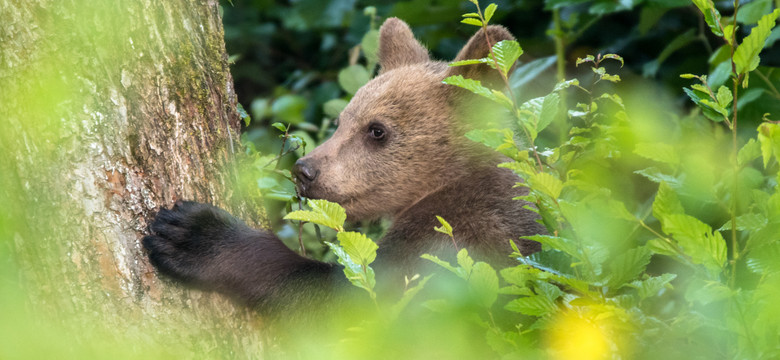 "Porzucony" niedźwiadek z Doliny Bystrej w Tatrach ma się dobrze