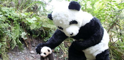 Tak w ZOO udaje się pandy. Rozpoznasz, która prawdziwa?