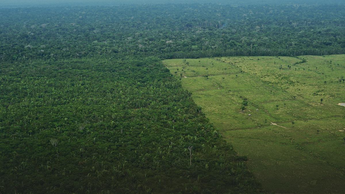 Znikające amazońskie lasy deszczowe w Brazylii