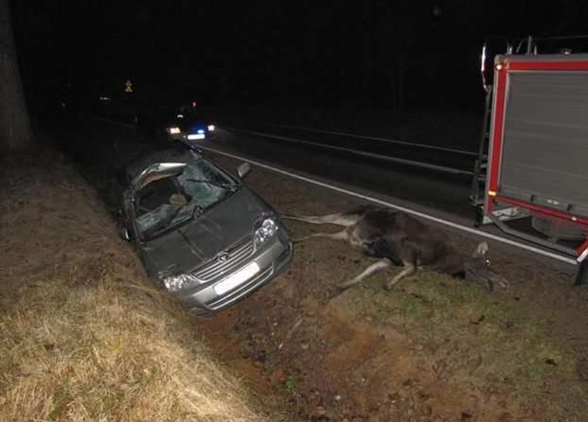 Straszne. Łoś pod kołami toyoty. Foty