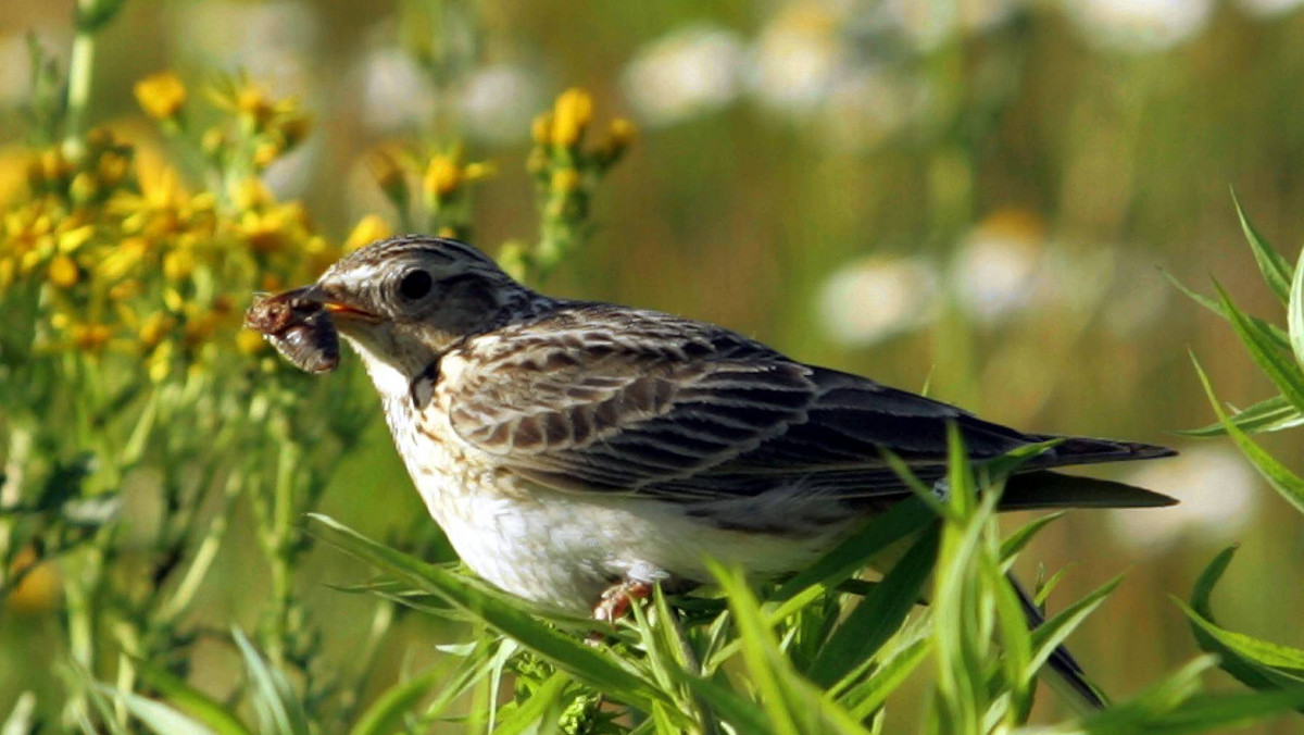 Większość gatunków ptaków zwiastujących wiosnę zaobserwowali już świętokrzyscy ornitolodzy. Przyleciały skowronki, żurawie i czajki. Nad Jędrzejowem widziano bociana.