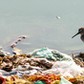 Plastic Bag Stuck on a Tree - Environmental Problem