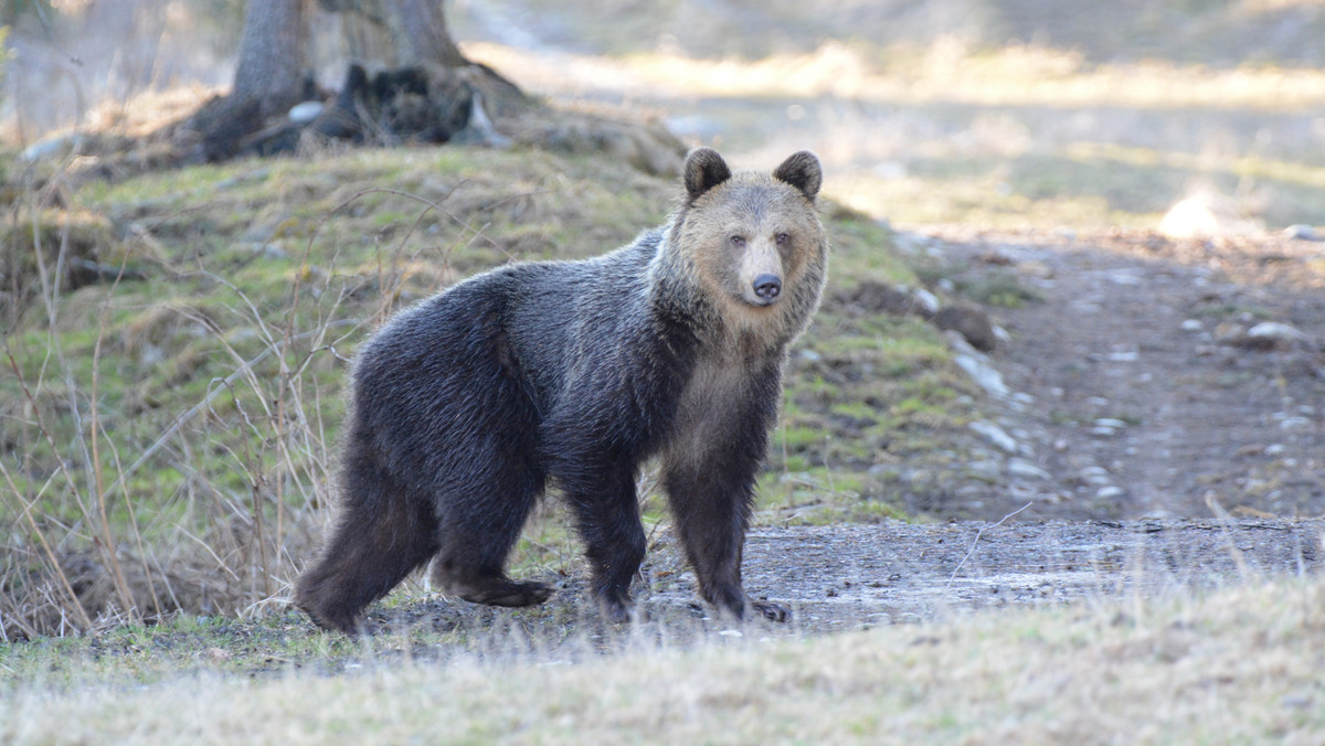 Ataki niedźwiedzi na Słowacji. TPN: są to bardzo rzadkie sytuacje