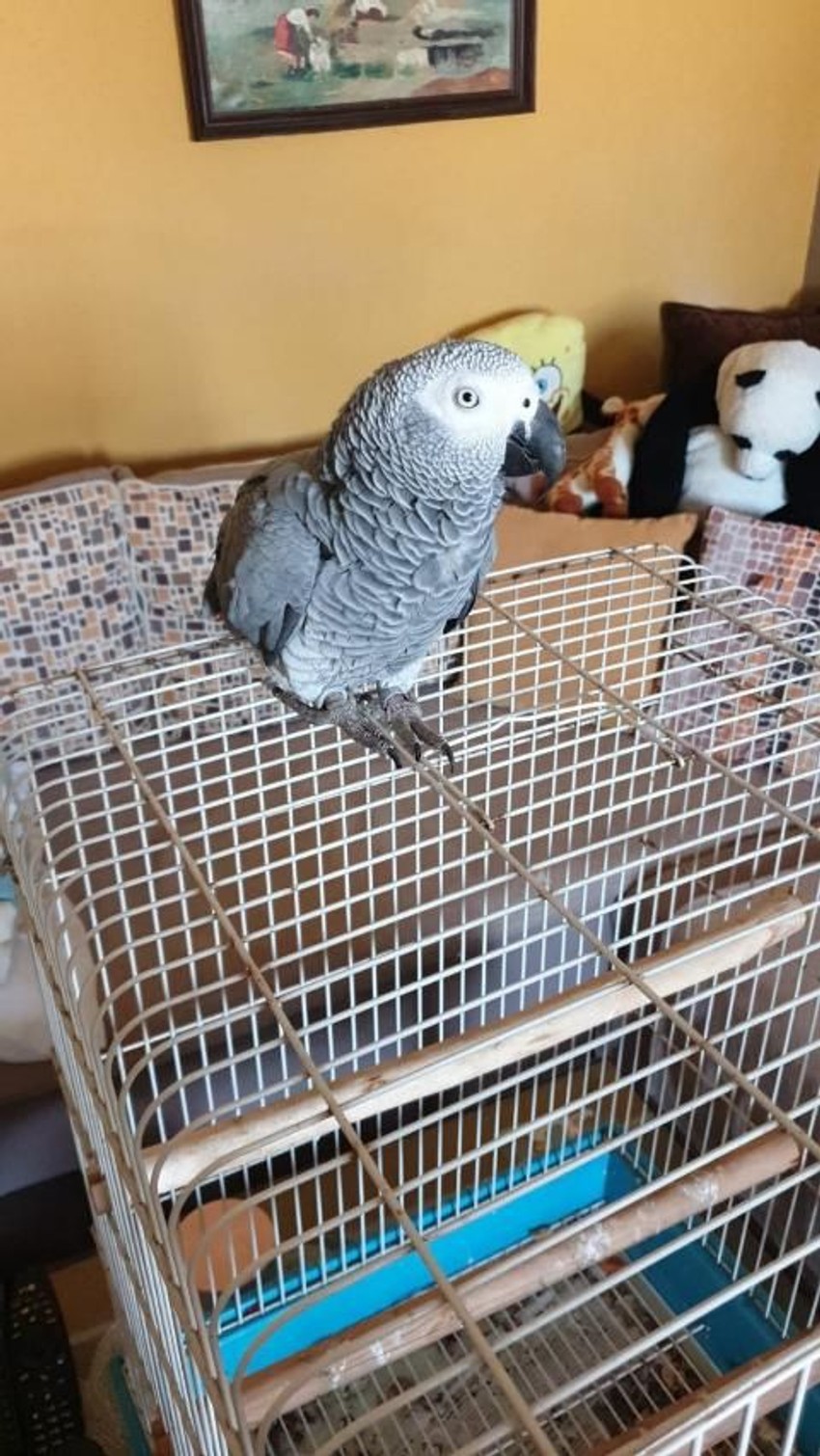 Papagaj Leo ovako izgleda