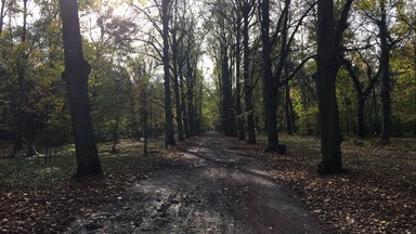 Jak w przyszłości zmieni się park Grabiszyński? Ruszyły konsultacje społeczne