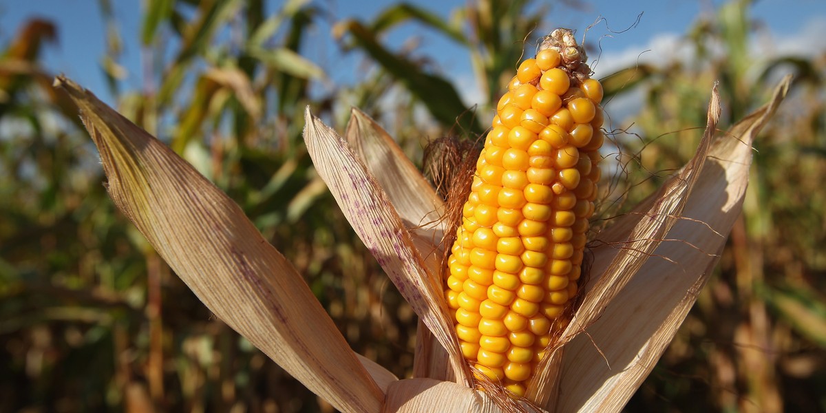 Kanada jest jednym z największych producentów żywności modyfikowanej genetycznie (GMO)