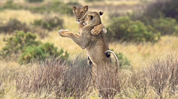 A két nőstény oroszlán mozdulatai kísértetiesen emlékeztetnek a táncra /Fo­tó: Northfoto