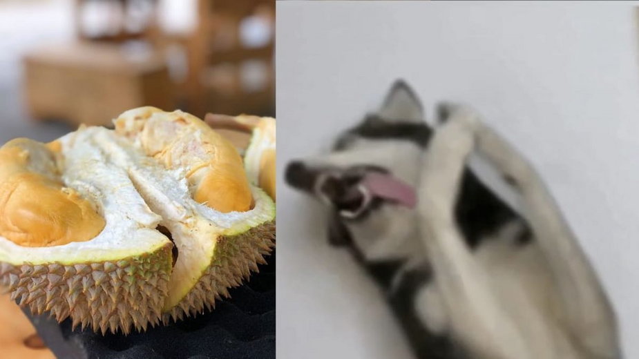 Durian i pies husky