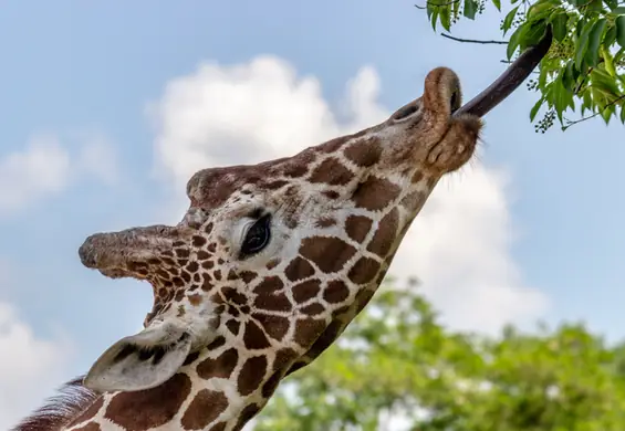 Nie żyje żyrafa Dobrawka z poznańskiego zoo - pracownicy nie mają sił do odwiedzających