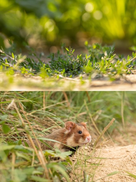 Chomik europejski to jedno z trudniejszych wyzwań fotograficznych. Często bywa tak, że jedyne na co patrzymy przez wiele godzin, to malownicze miejsce w którym powinien się pojawić