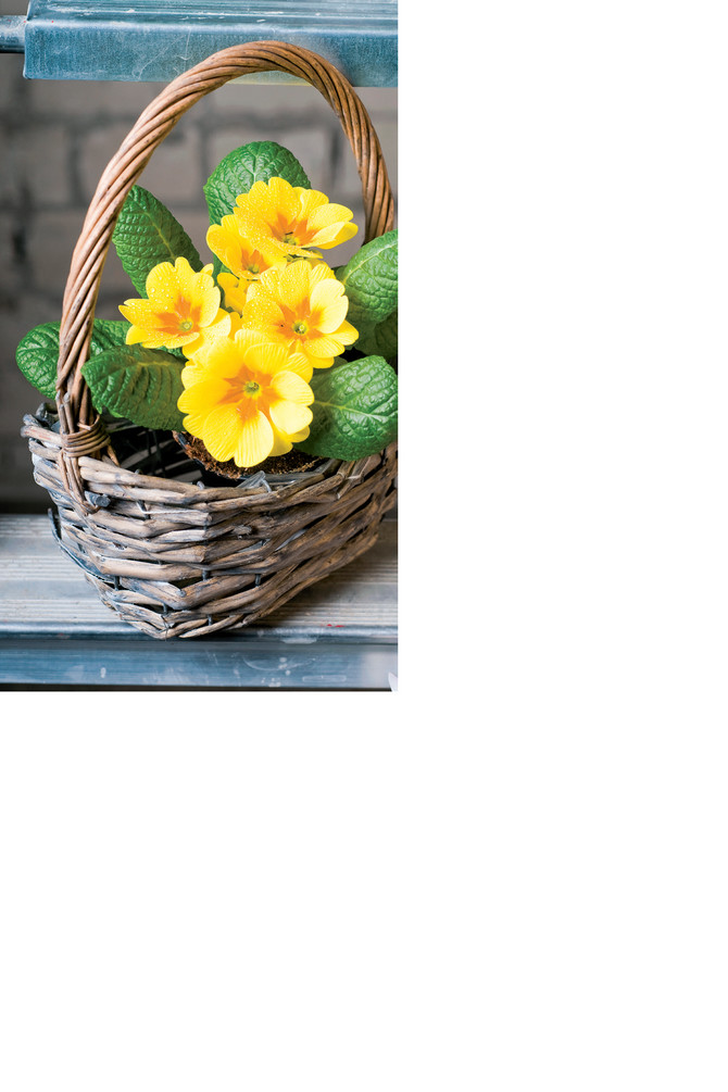 Jagorčevina, idealna za korpicu