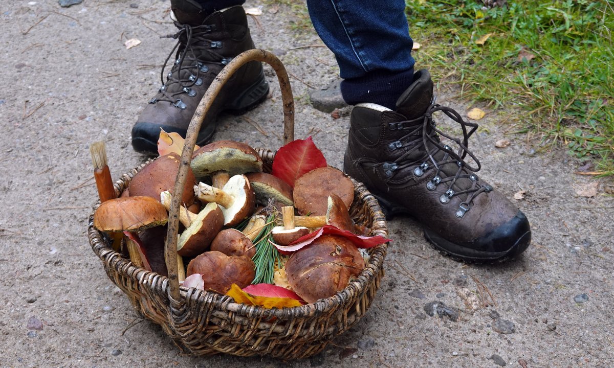 Poprosili, aby sprawdził ich grzyby. Doświadczony grzybiarz złapał się za głowę. "Uważajcie przy zbieraniu"