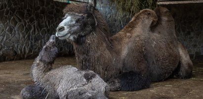 Wielbłądzica Warszawka urodziła córeczkę. Jej tatą jest Elvis. Teraz pracownicy zoo mają ważną prośbę