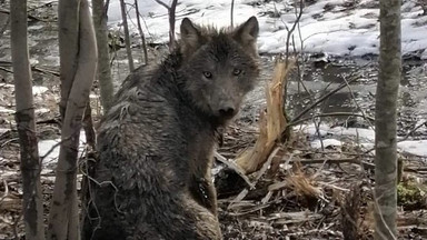 Leśnicy uratowali wilka uwięzionego we wnyku. Nadano mu imię Jar [WIDEO]