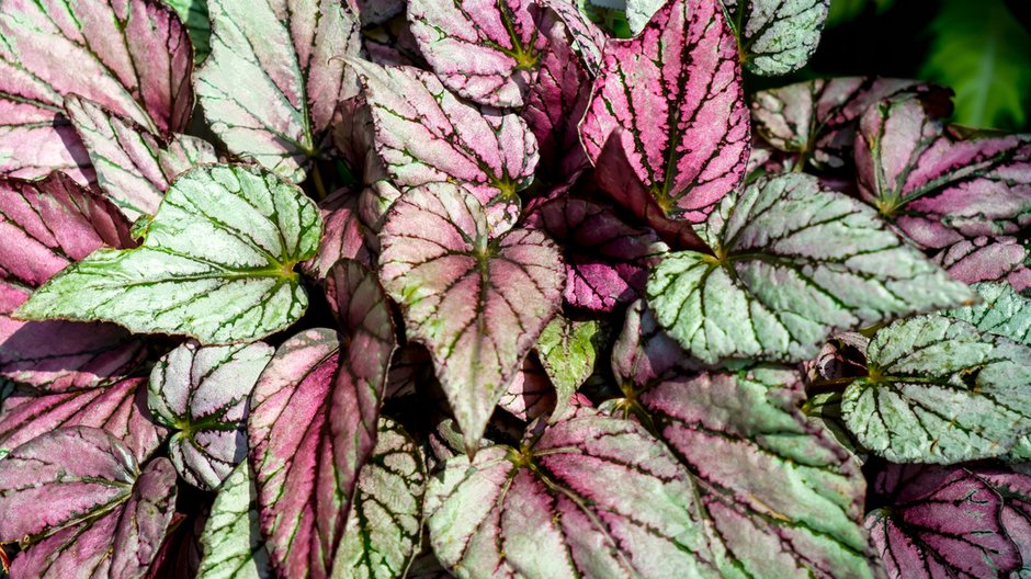 Begonia królewska - danielskyphoto/stock.adobe.com