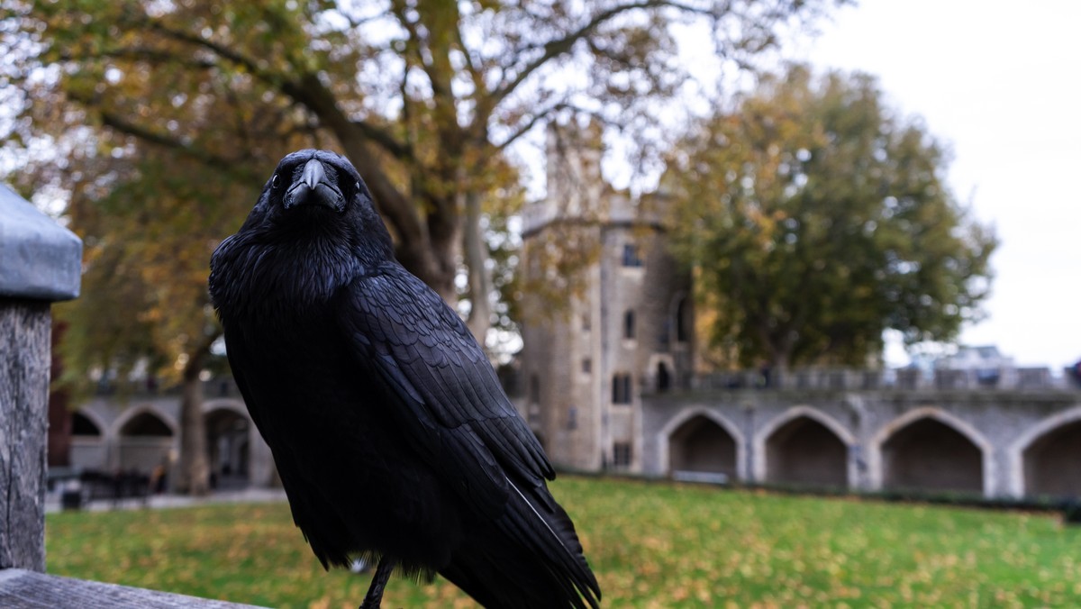 Zaginął kruk z londyńskiej wieży Tower strzegący imperium