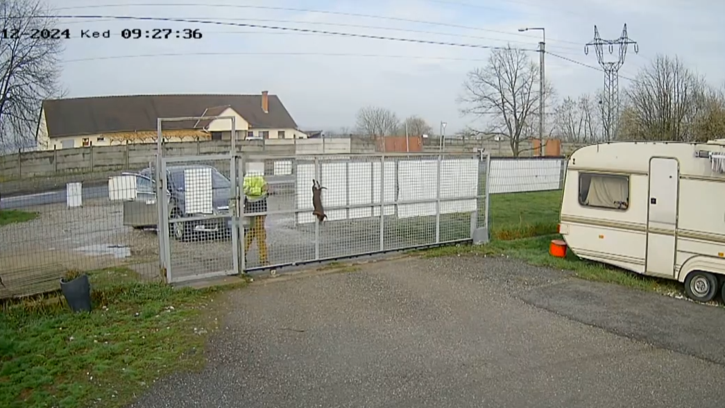 Nem vitte be, csak átdobta a menhely kerítésén a kölyökkutyát két miskolci férfi – videó