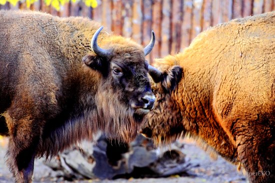 Żubry we wrocławskim ZOO Fot Kacper Kowalczyk