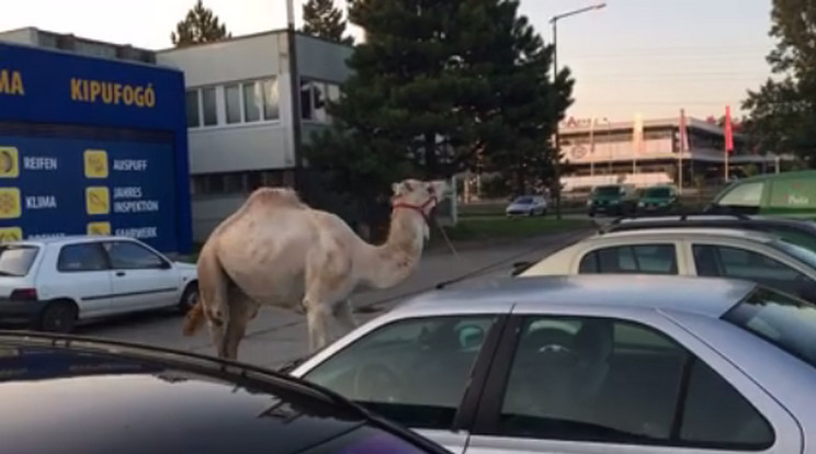 A dromedár a Tesco parkolójában futkározott/Fotó:Facebook