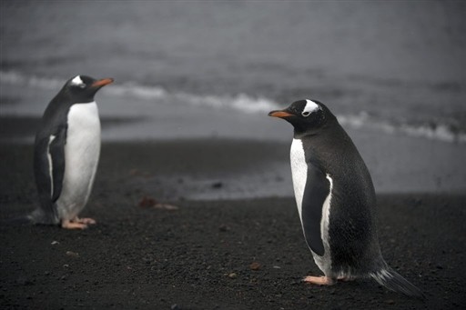 ANTARCTICA - FEATURE